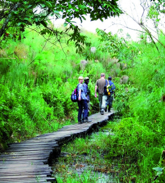 Gorilla Trekking - Camping oder Lodge Safari